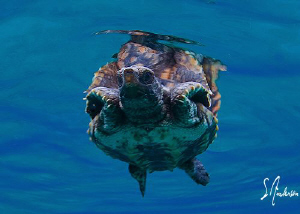 Off to sea, this image was taken in a preserve off Grand ... by Steven Anderson 